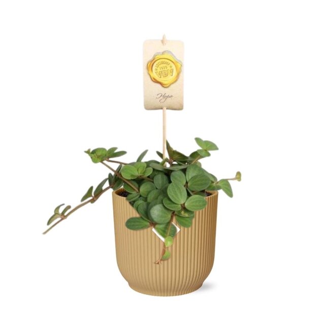 Peperomia 'Hope' in ELHO Vibes Fold 14cm geel