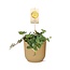 Peperomia 'Hope' in ELHO Vibes Fold 14cm geel