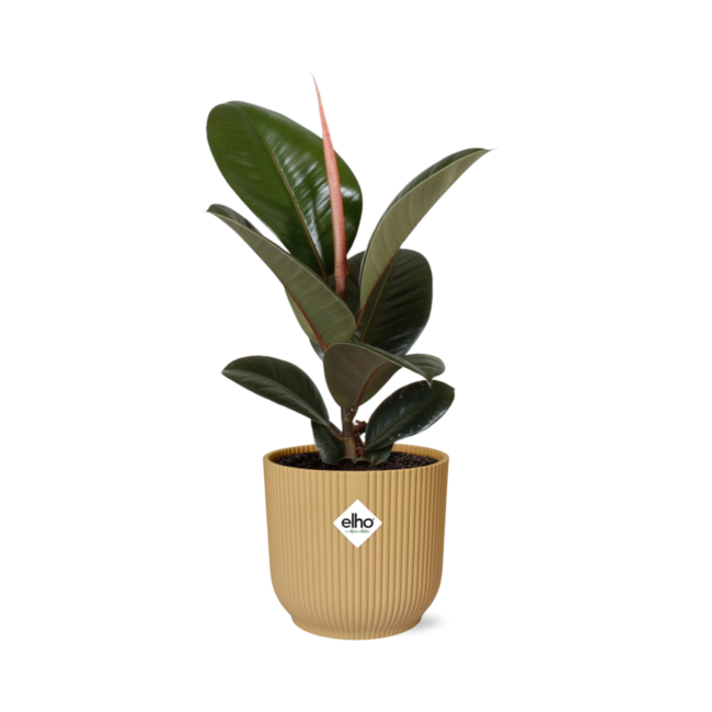 Ficus Elastica 'Robusta' in ELHO Vibes Fold 14cm geel