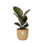 Ficus Elastica 'Robusta' in ELHO Vibes Fold 14cm geel