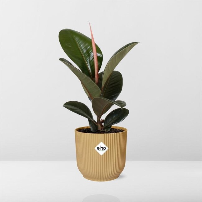 Ficus Elastica 'Robusta' in ELHO Vibes Fold 14cm geel