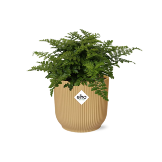 Asplenium Parvati in ELHO Vibes Fold 14cm geel