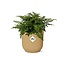 Asplenium Parvati in ELHO Vibes Fold 14cm geel