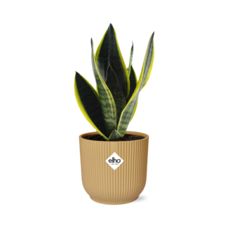 Sansevieria Futura Superba in ELHO Vibes Fold 14cm geel