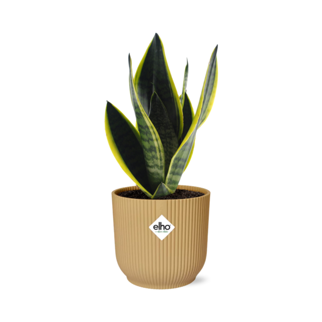 Sansevieria Futura Superba in ELHO Vibes Fold 14cm geel