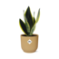 Sansevieria Futura Superba in ELHO Vibes Fold 14cm geel