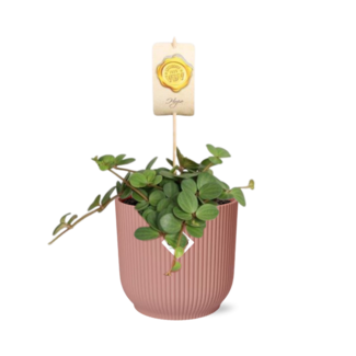 Peperomia 'Hope' in ELHO Vibes Fold 14cm roze