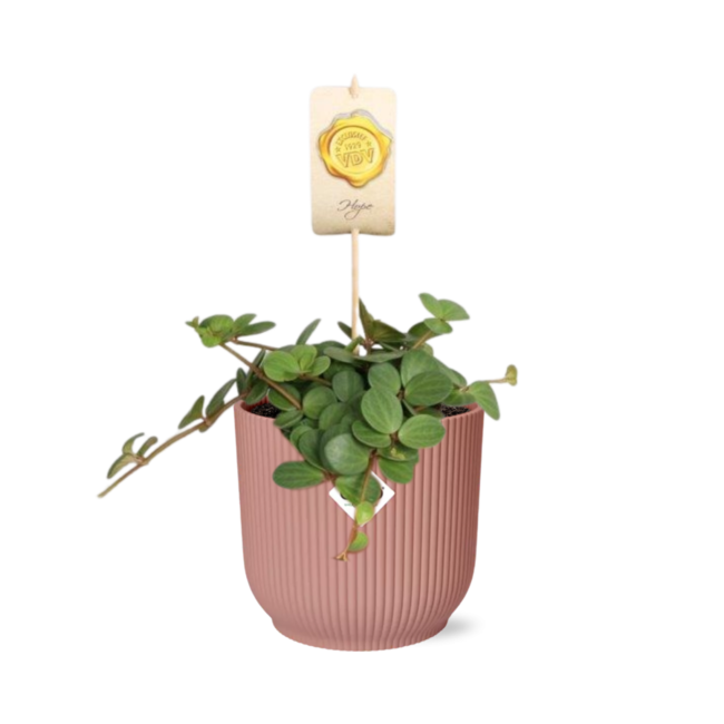 Peperomia 'Hope' in ELHO Vibes Fold 14cm roze