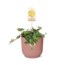 Peperomia 'Hope' in ELHO Vibes Fold 14cm roze