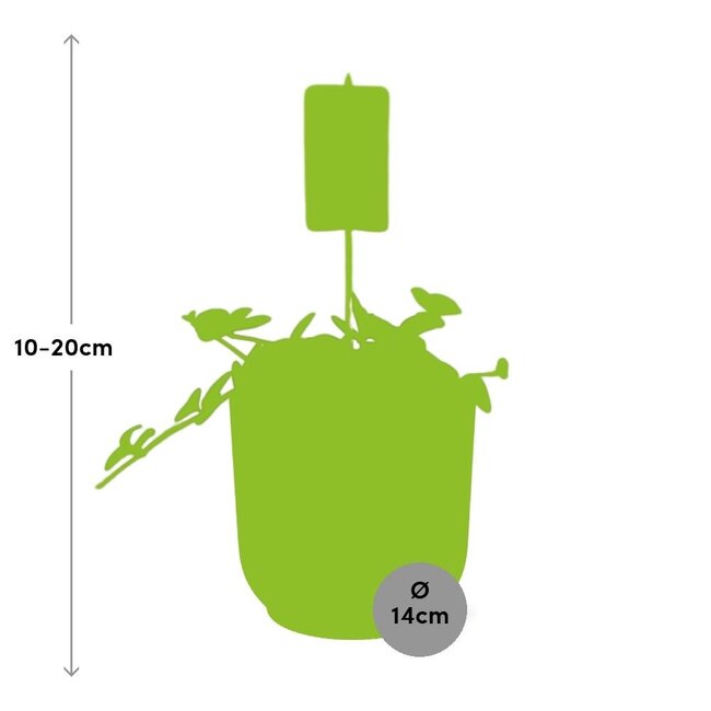 Peperomia 'Hope' in ELHO Vibes Fold 14cm roze