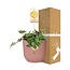 Peperomia 'Hope' in ELHO Vibes Fold 14cm roze