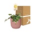 Peperomia 'Hope' in ELHO Vibes Fold 14cm roze