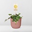 Peperomia 'Hope' in ELHO Vibes Fold 14cm roze