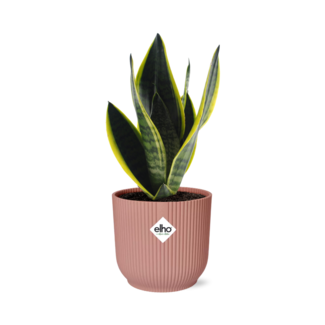 Sansevieria Futura Superba in ELHO Vibes Fold 14cm roze