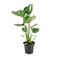 Monstera Deliciosa - Ø17cm - ↕60cm