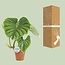 Philodendron Plowmanii - Ø15cm - ↕50cm