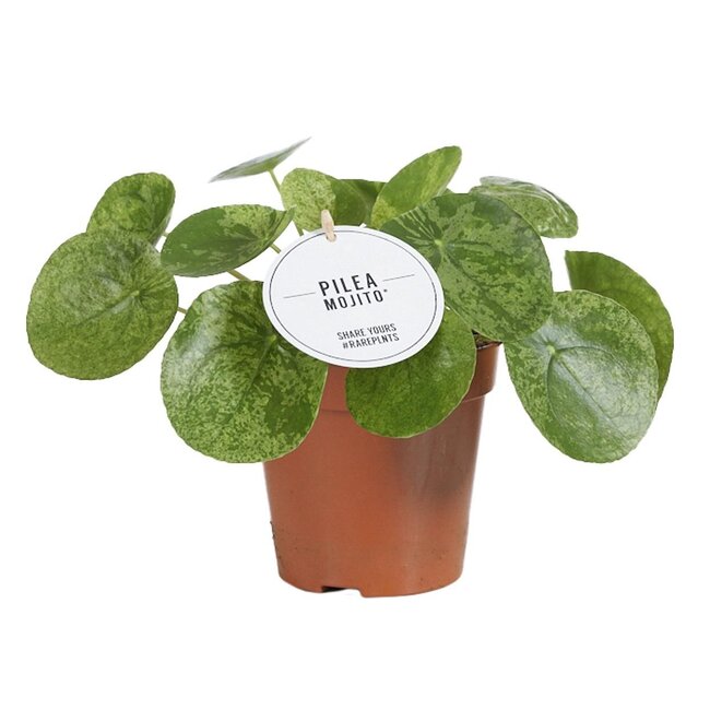 Pilea Mojito - Ø13cm - ↕20cm