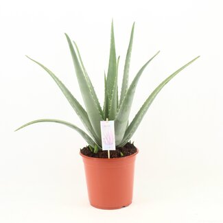Aloë Vera P24 - Ø24cm - ↕70cm