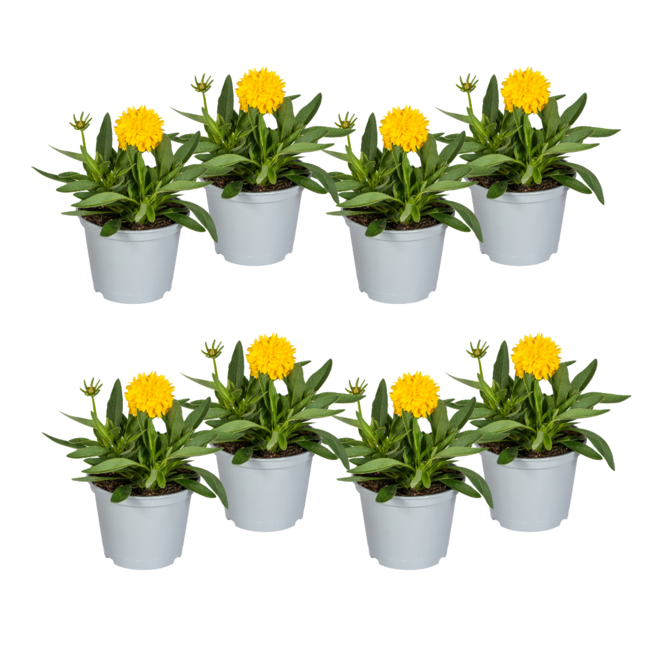 8x Coreopsis Grandiflora Ø13cm - ↕25 - 35cm