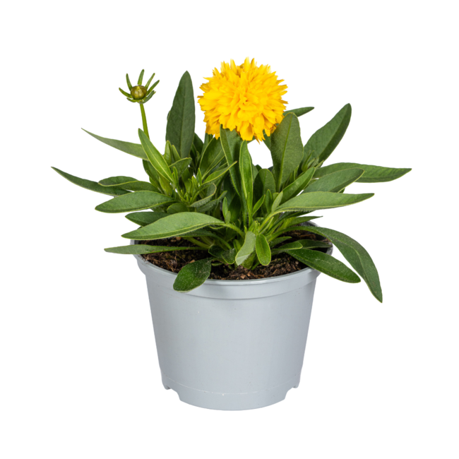 8x Coreopsis Grandiflora Ø13cm - ↕25 - 35cm