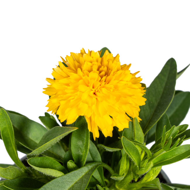 8x Coreopsis Grandiflora Ø13cm - ↕25 - 35cm