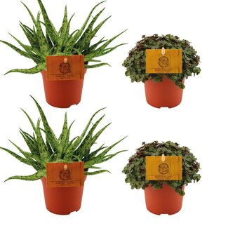 2x Aloë Spin + 2x Callisia Schildpad - 4 stuks - Ø10,5cm - ↕10cm