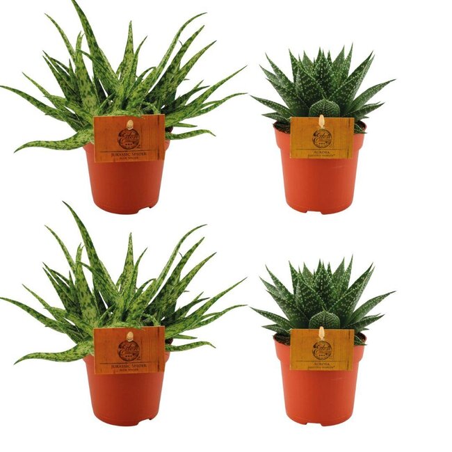 2x Aloe Spider + 2x Gasteria Hybride Aurora - 4 stuks - Ø10,5cm - ↕10cm