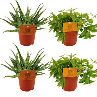 2x Aloë Spin + 2x Peperomia Ang. Rocca Vivace - 4 stuks - Ø10,5cm - ↕10cm