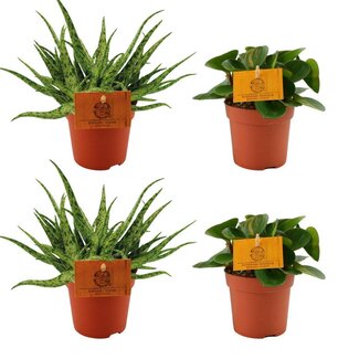 2x Aloë Spider + 2x Peperomia Obtipan Green - 4 stuks - Ø10,5cm - ↕10cm
