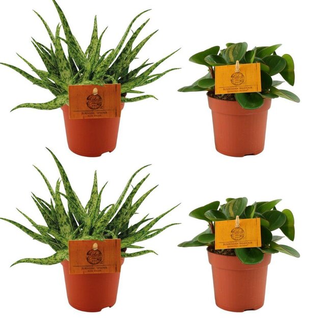 2x Aloë Spider + 2x Peperomia Obtipan Green - 4 stuks - Ø10,5cm - ↕10cm