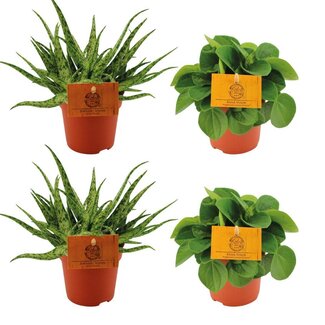 2x Aloe Spider + 2x Peperomia Rana Verde - 4 stuks - Ø10,5cm - ↕10cm