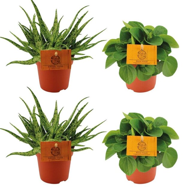 2x Aloe Spider + 2x Peperomia Rana Verde - 4 stuks - Ø10,5cm - ↕10cm