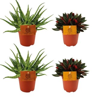 2x Aloë Spider + 2x Peperomia Rosso - 4 stuks - Ø10,5cm - ↕10cm