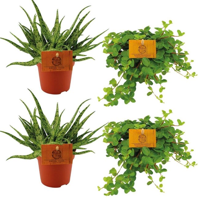 2x Aloë Spider + 2x Peperomia Rotundifolia - 4 stuks - Ø10,5cm - ↕10cm