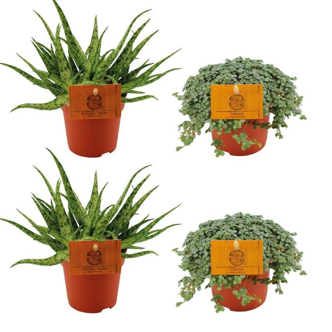 2x Aloë Spin + 2x Pilea Glauca - 4 stuks - Ø10,5cm - ↕10cm