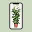Epipremnum Pinnatum Mosstok 80cm Scindapsus - Ø19cm - ↕80cm