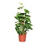 Epipremnum Pinnatum Mosstok 60cm Scindapsus - Ø15cm - ↕60cm