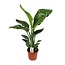 Strelitzia Nicolai 17 Cm - Ø17cm - ↕70cm