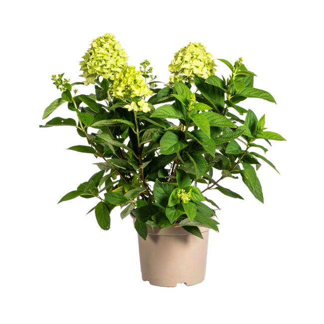 Hortensia Paniculata Limelight Ø19cm - ↕40 - 60cm