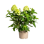 Hortensia Paniculata Limelight Ø19cm - ↕40 - 60cm