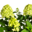 Hortensia Paniculata Limelight Ø19cm - ↕40 - 60cm
