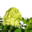 Hortensia Paniculata Limelight Ø19cm - ↕40 - 60cm