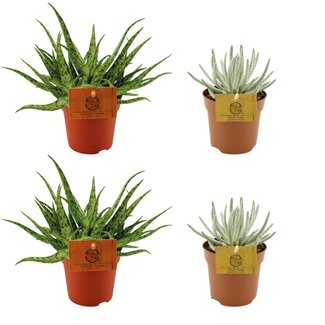 2x Aloë Spin + 2x Senecio Scaposus - 4 stuks - Ø10,5cm - ↕10cm