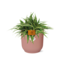 °°Chlorophytum Ocean 15cm in ELHO Vibes Fold 16cm rond delicaat roze