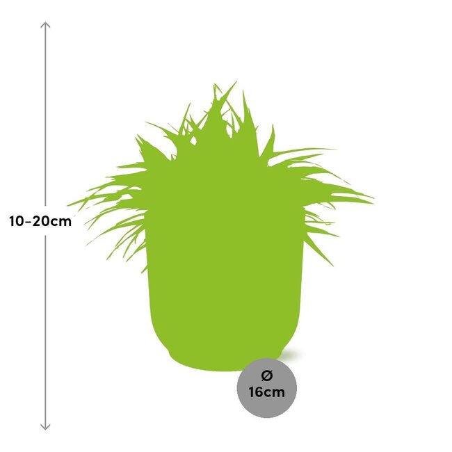 °°Chlorophytum Ocean 15cm in ELHO Vibes Fold 16cm rond delicaat roze