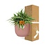 °°Chlorophytum Ocean 15cm in ELHO Vibes Fold 16cm rond delicaat roze
