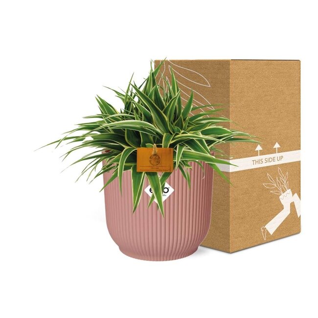 °°Chlorophytum Ocean 15cm in ELHO Vibes Fold 16cm rond delicaat roze