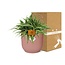°°Chlorophytum Ocean 15cm in ELHO Vibes Fold 16cm rond delicaat roze