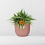 °°Chlorophytum Ocean 15cm in ELHO Vibes Fold 16cm rond delicaat roze