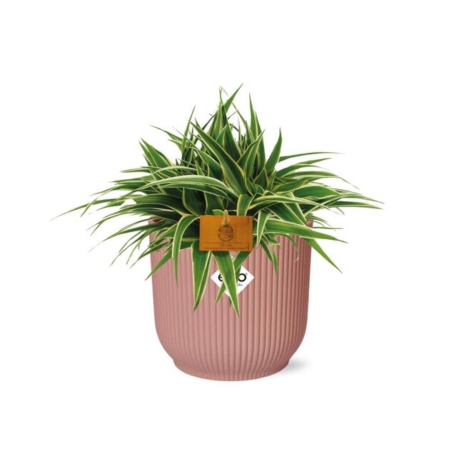 °°Chlorophytum Ocean 15cm in ELHO Vibes Fold 16cm rond delicaat roze